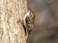 Brown Creeper - Dunbar Cave SP, Montgomery County, Jan 26, 2022