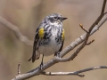 Yellow-rumped Warbler -Lake Barkley WMA, Stewart County, April 1, 2022