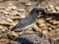 Dark-eyed Junco (Slate-colored) - Dunbar Cave SP, Montgomery County, Jan 8, 2022