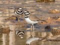 Killdeer - Dunbar Cave SP, Montgomery County, Feb 20, 2022