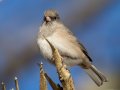 Dark-eyed Junco (Slate-colored) - Dunbar Cave SP, Montgomery County, Jan 26, 2022