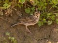Savannah Sparrow -Lake Barkley WMA, Stewart County, April 1, 2022
