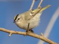 Golden-crowned Kinglet - Dunbar Cave SP, Montgomery County, Jan 26, 2022