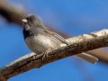 Dark-eyed Junco (Slate-colored) - Dunbar Cave SP, Montgomery County, Jan 26, 2022