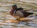 Wood Duck - Dunbar Cave SP, Montgomery County, Feb 20, 2022