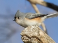 Tufted Titmouse - Dunbar Cave SP, Montgomery County, Jan 26, 2022
