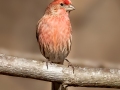 House Finch - Dunbar Cave SP, Montgomery County, Jan 8, 2022