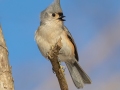 Tufted Titmouse - Dunbar Cave SP, Montgomery County, Jan 26, 2022
