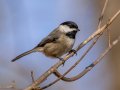 Carolina Chickadee - Dunbar Cave SP, Montgomery County, Feb 20, 2022