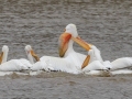 American White Pelican - Barkley WMA, Stewart County, March 25, 2022