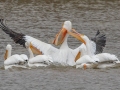 American White Pelican - Barkley WMA, Stewart County, March 25, 2022
