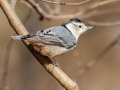 White-breasted Nuthatch - Dunbar Cave SP, Montgomery County, Feb 20, 2022