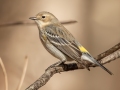 Yellow-rumped Warbler (Myrtle)- Dunbar Cave SP, Montgomery County, Feb 20, 2022