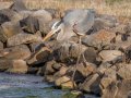 Great Blue Heron - Dunbar Cave SP, Montgomery County, Feb 20, 2022