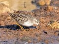 Least Sandpiper - Dunbar Cave SP, Montgomery County, Jan 8, 2022