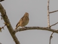 Vesper Sparrow - Barkley WMA, Stewart County, March 25, 2022