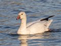Ross's Goose - Liberty Park and Marina, Montgomery County, Feb 20, 2022