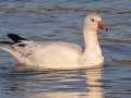 Ross's Goose - Liberty Park and Marina, Montgomery County, Feb 20, 2022