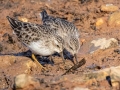Least Sandpipers - Dunbar Cave SP, Montgomery County, Jan 8, 2022