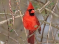 Northern Cardinal - Swan Lake Sports Complex, Montgomery County, March 12, 2022