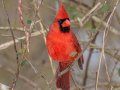 Northern Cardinal - Swan Lake Sports Complex, Montgomery County, March 12, 2022