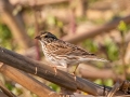 Savannah Sparrow -Lake Barkley WMA, Stewart County, April 1, 2022