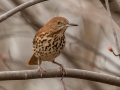 Brown Thrasher - Liberty Park & Marina, Clarksville, Montgomery County, March 6, 2022