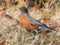 American Robin - Dunbar Cave SP, Montgomery County, Jan 8, 2022