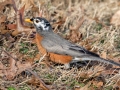 American Robin (leucistic) - Dunbar Cave SP, Montgomery County, Jan 8, 2022