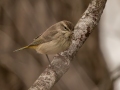 Palm Warbler (Western) - Barkley WMA, Stewart County, Feb 21, 2022