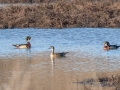 Wood Ducks, Haynes Bottom WMA, Montgomery County, March 13, 2022