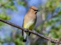 Cedar Waxwing - Dunbar Cave SP, Montgomery County, Jan 8, 2022
