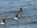 Lesser and Greater Scaup - Paris Landing SP, Henry County, Jan 26, 2022