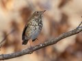 Hermit Thrush - Dunbar Cave SP, Montgomery County, Jan 8, 2022