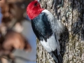 Red-headed Woodpecker - Paris Landing SP, Henry County, Jan 26, 2022