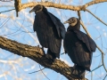 Black Vultures -Lake Barkley WMA, Stewart County, April 1, 2022