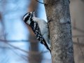 Down Woodpecker - Dunbar Cave SP, Montgomery County, Jan 8, 2022