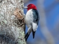 Red-headed Woodpecker - Paris Landing SP, Henry County, Jan 26, 2022