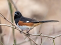 Eastern Towhee - Liberty Park & Marina, Clarksville, Montgomery County, March 6, 2022