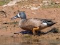 Blue-winged Teal - Dunbar Cave SP, Clarksville, Montgomery County, March 26, 2022