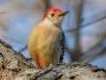 Red-bellied Woodpecker - Dunbar Cave SP, Montgomery County, Jan 8, 2022