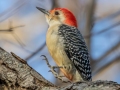 Red-bellied Woodpecker - Dunbar Cave SP, Montgomery County, Jan 8, 2022