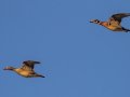 Wood Ducks, Haynes Bottom WMA, Montgomery County, March 13, 2022