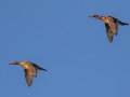 Wood Ducks, Haynes Bottom WMA, Montgomery County, March 13, 2022