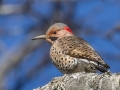 Northern Flicker (Yellow-shafted) - Paris Landing SP, Henry County, Jan 26, 2022