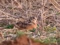 American Woodcock - Haynes Bottom WMA, Montgomery County, March 13, 2022