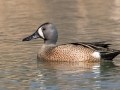 Blue-winged Teal - Dunbar Cave SP, Clarksville, Montgomery County, March 26, 2022