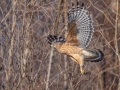 Red-shouldered Hawk - Tennessee NWR - Britton Ford, Henry County, TN, February 13, 2022