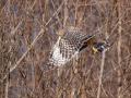 Red-shouldered Hawk - Tennessee NWR - Britton Ford, Henry County, TN, February 13, 2022