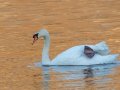 Mute Swan - Cross Creeks NWR - Eagle Scout Observation Deck, Stewart County, April 1, 2022